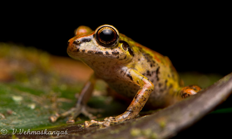 béka, felfedezés, Pristimantis ruidus, ecuador, békafaj, őserdő, Andok,